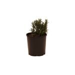 140mm Rosemary - Rosmarinus officinalis