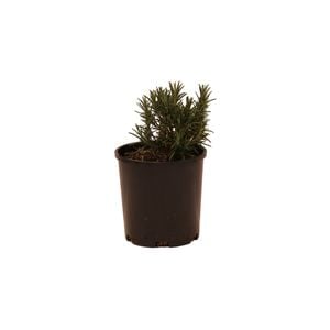 140mm Rosemary - Rosmarinus officinalis