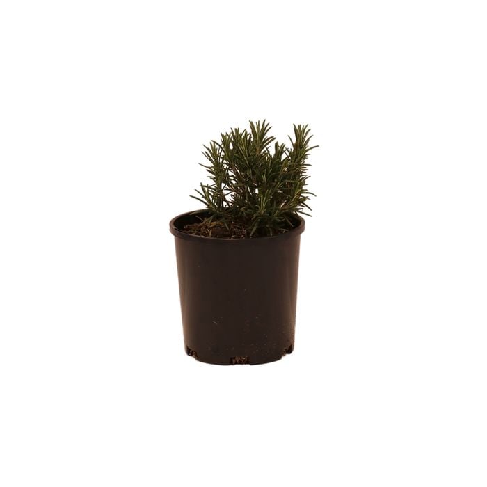 140mm Rosemary - Rosmarinus officinalis
