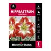 Bloomin Bulbs Hippeastrum Minerva - 1 Pack