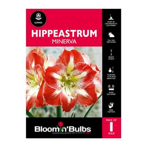Bloomin Bulbs Hippeastrum Minerva - 1 Pack