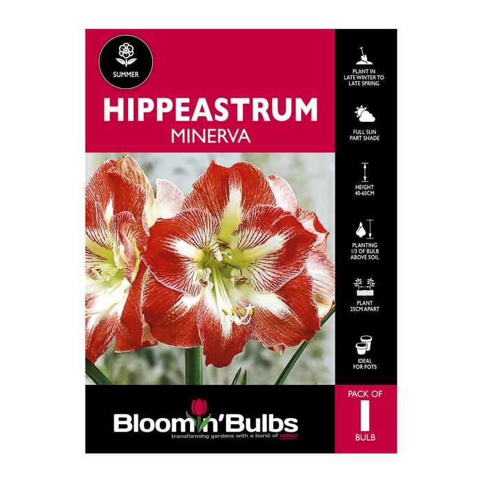 Bloomin Bulbs Hippeastrum Minerva - 1 Pack