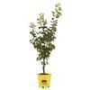 250mm Moorpark Apricot - Prunus Armeniaca
