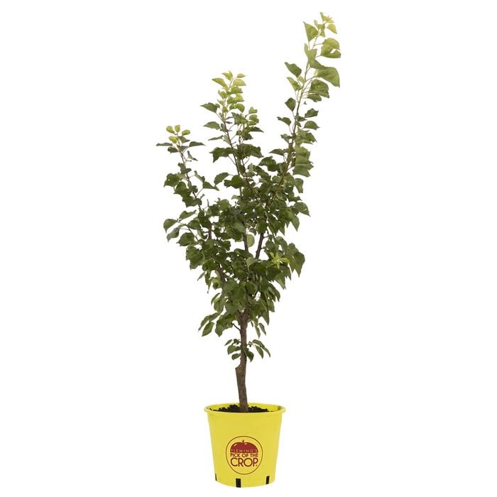 250mm Moorpark Apricot - Prunus Armeniaca