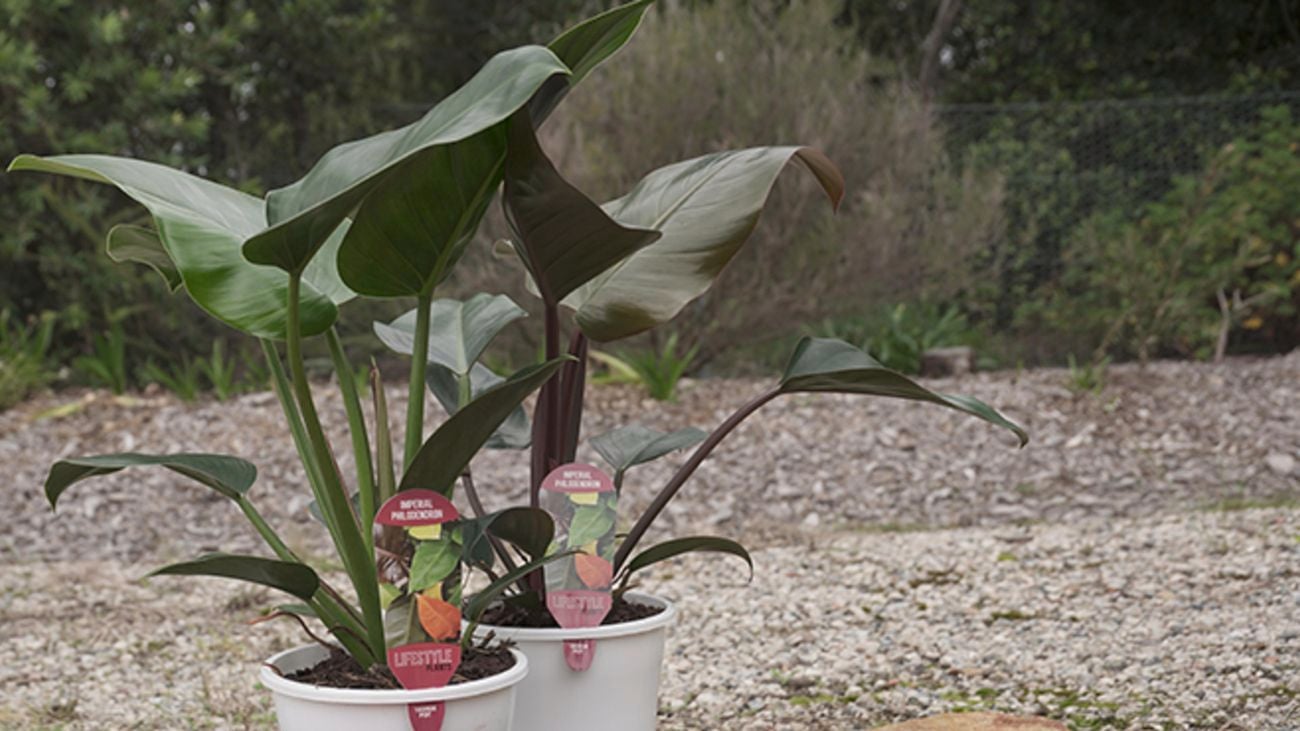 Two calatheas plants in pots with lush dark green leaves.