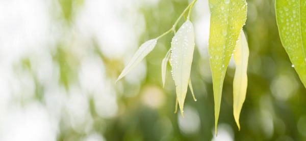 wet gumtree leaves with blurred out blackground