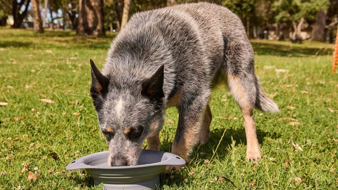A dog outside drinking water out of a bowl.