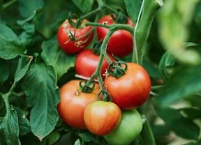 Cluster of ripening tomatoes on the vine among green leaves with signs of pest damage]