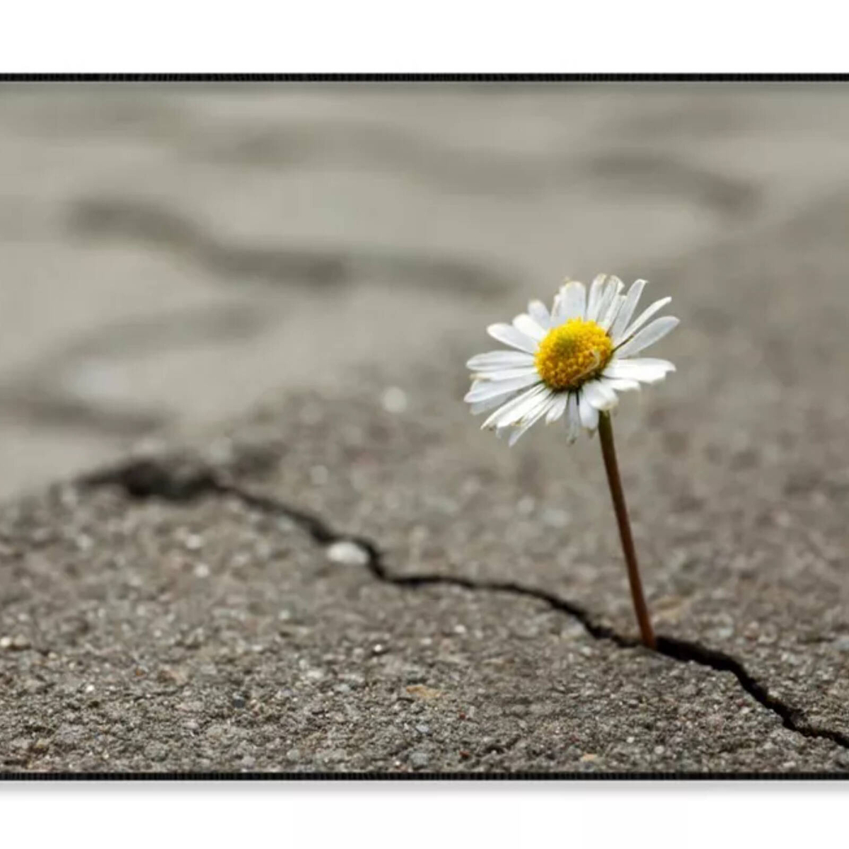 Beautiful Flower Growing Out Print 100% Australian Made 90x60cm (Poster ...