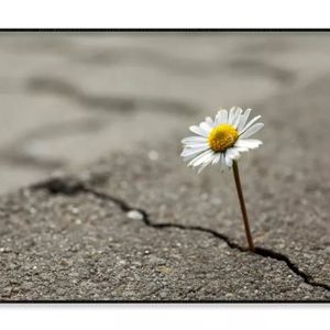 Beautiful Flower Growing Out  Print 100% Australian Made 90x60cm  (Poster)