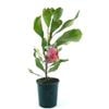 150mm Waratah Dawn Fire - Telopea speciosissima