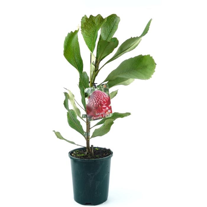 150mm Waratah Dawn Fire - Telopea speciosissima