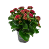 120mm Kalanchoe - Kalanchoe blossfeldiana