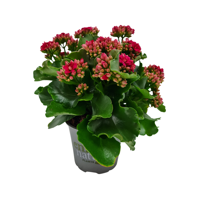 120mm Kalanchoe - Kalanchoe blossfeldiana