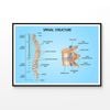 Spinal Structure Vector Design Educational Print 100% Australian Made 120x90cm (Poster)