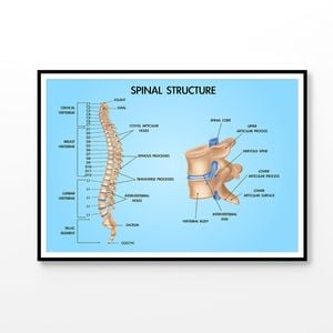 Spinal Structure Vector Design Educational Print 100% Australian Made 120x90cm (Poster)