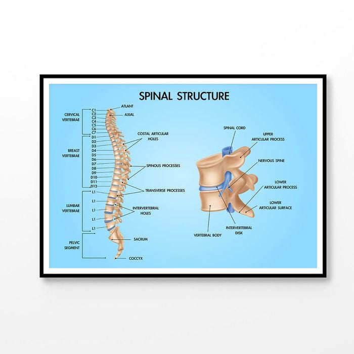 Spinal Structure Vector Design Educational Print 100% Australian Made 120x90cm (Poster)