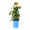 140mm Pandorea Ruby Belle - Pandorea pandorana - Grow It Easy Range