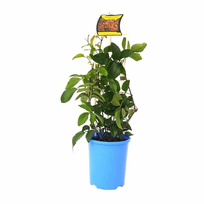 140mm Pandorea Ruby Belle - Pandorea pandorana - Grow It Easy Range