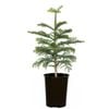 200mm Norfolk Island Pine - Araucaria heterophylla