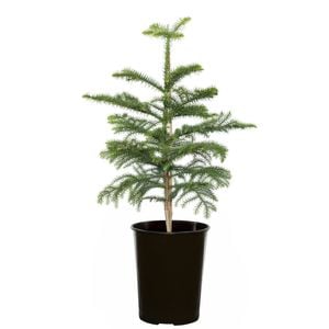 200mm Norfolk Island Pine - Araucaria heterophylla