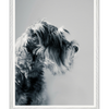 Galrie Captivating Canine Portrait - Black and White Dog Art Photography Print, White Frame, A3 30 x 42cm (12 x 16inch)