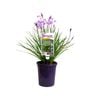 140mm - Tulbaghia hybrid Starburst