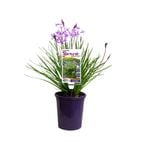 140mm - Tulbaghia hybrid Starburst