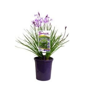 140mm - Tulbaghia hybrid Starburst