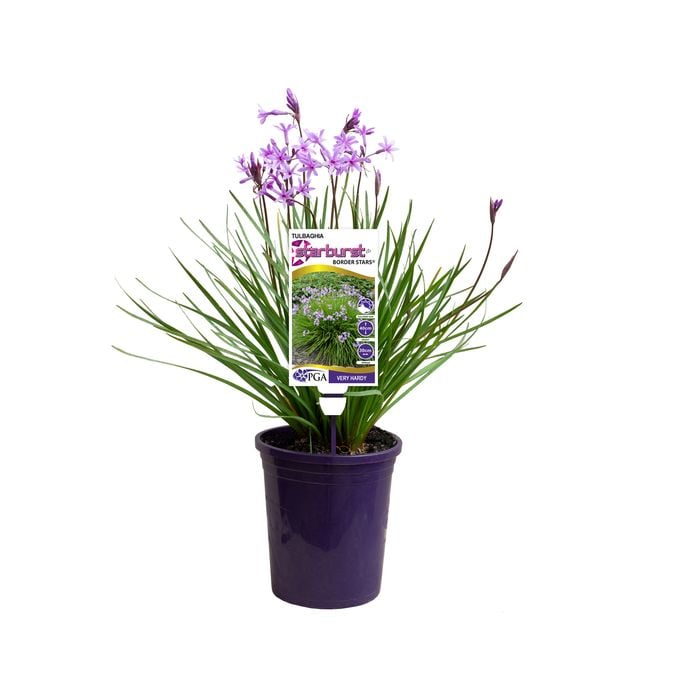 140mm - Tulbaghia hybrid Starburst