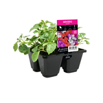 4 Cell Impatiens Paradise - Impatiens walleriana