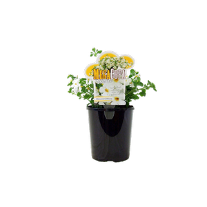 1.5L Bacopa - Sutera cordata 'Megacopa White'