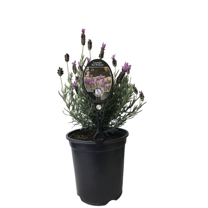 3.5L Lavender Bee Brilliant - Lavendula stoechas