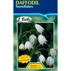 Daffodil Snowflakes Leucojum - 5 Bulbs