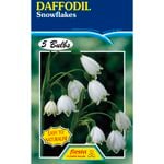 Daffodil Snowflakes Leucojum - 5 Bulbs