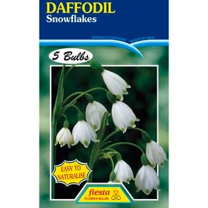 Daffodil Snowflakes Leucojum - 5 Bulbs