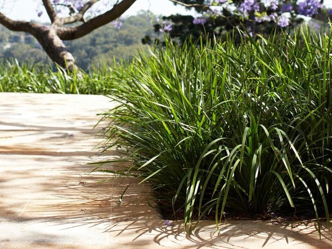 Katrinus Lomandra