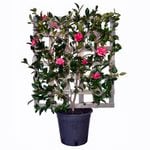 250mm Camellia Hiryu Espalier - Camellia hiemalis