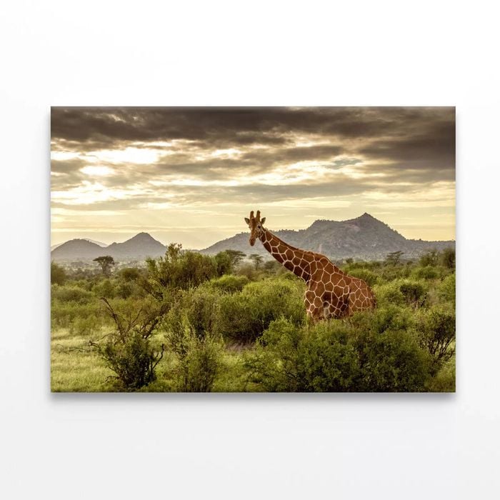 Giraffe Walking Through Grassland  Print 100% Australian Made 120 x 90cm  (Stretched)
