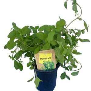90mm Nudo Herbs Marjoram - Origanum majorana