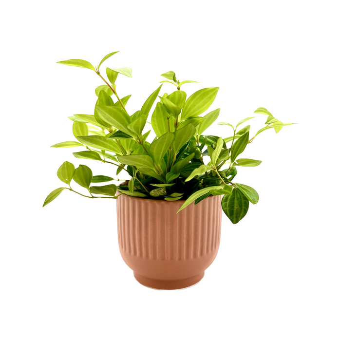 95mm Indoor Foliage with Designer Pot