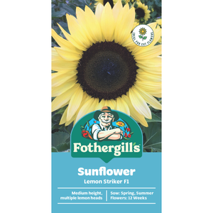 Fothergill's Sunflower Lemon Striker F1 Flower Seed