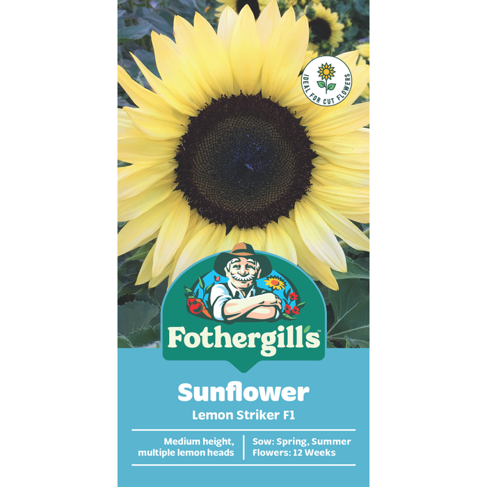 Fothergill's Sunflower Lemon Striker F1 Flower Seed