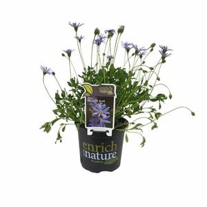 150 mm Felicia Felicity Blue - Kingfisher Daisy