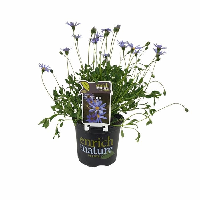 150 mm Felicia Felicity Blue - Kingfisher Daisy