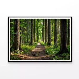 Forest Path through Tall Trees  Print 100% Australian Made 90x60cm  (Poster)
