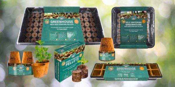 Mr Fothergils range of seedlings 