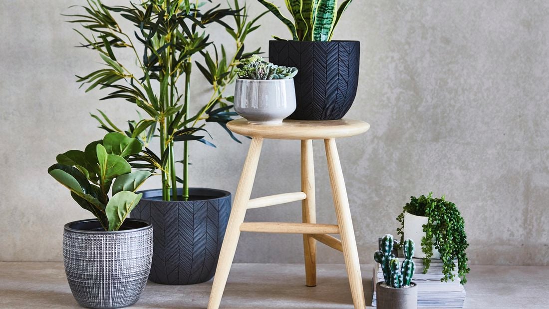 A selection of potted plants against a plain concrete wall