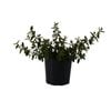 200mm Correa Dusky Bells