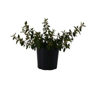 200mm Correa Dusky Bells